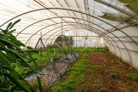 Dragon fruit plants growing inside rustic greenhouse farm Stock Photos