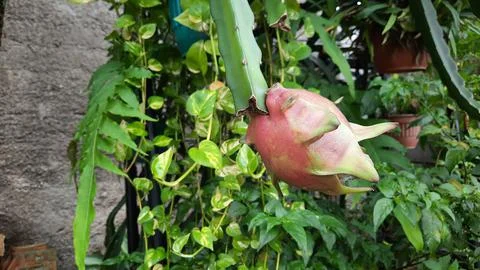 Dragon fruit plants that have started to turn red on the stems Stock Photos