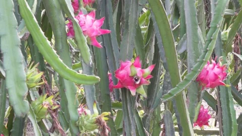 Dragon fruit plants with their several fruits Stock Footage 314513655