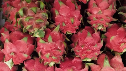Dragon fruit Is popular around the world Because it is delicious And is a fruit  Stock Footage 111171255