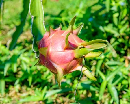 Dragon fruit red on a branch Photos