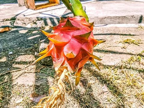 Dragon fruit is ripe on the tree Stock Photos
