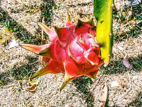 Dragon fruit is ripe on the tree Stock Photos