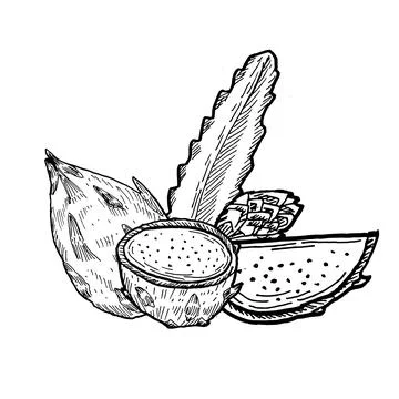 Dragon fruit sketch isolated. Etching drawing of pitahaya. Stock Illustration