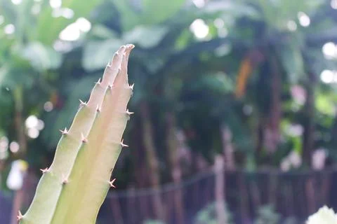 Dragon Fruit Stems 1 Stock Photos