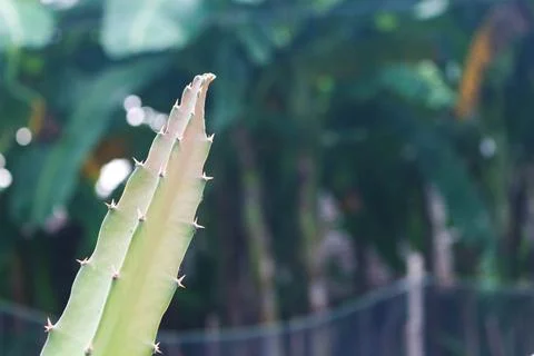Dragon Fruit Stems 2 Stock Photos