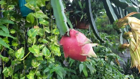 The dragon fruit on the tree that has started to turn red 02 Stock Photos