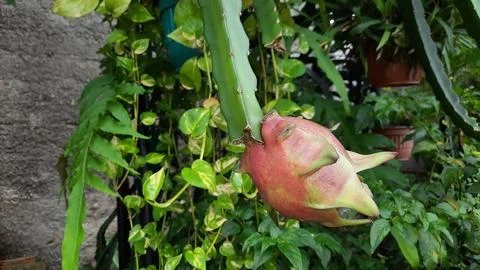 The dragon fruit on the tree that has started to turn red 01 Stock Photos