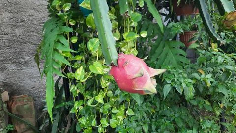 The dragon fruit on the tree that has started to turn red 03 Stock Photos
