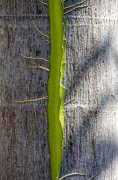 The dragon fruit tree perched on the coconut tree. Stock Photos
