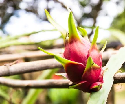 Dragon fruit on a tree Stock Photos