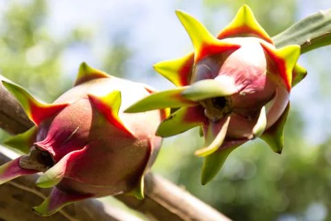 Dragon fruit on a tree Stock Photos