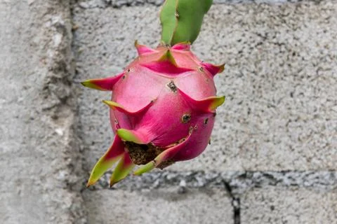 Dragon fruit on a tree Stock-Fotos