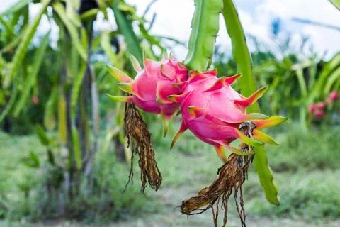 Dragon fruit is on the tree Stock Photos