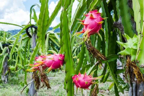 Dragon fruit is on the tree Stock Photos