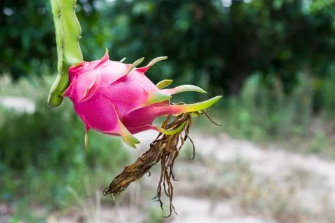 Dragon fruit is on the tree Foto stock