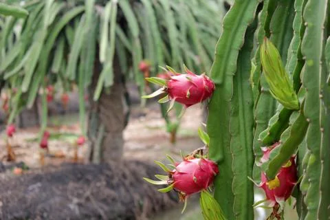 Dragon fruit on tree Stock Photos