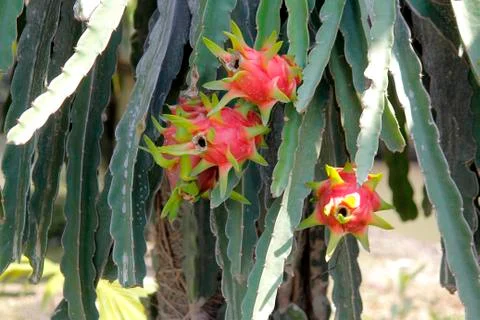 Dragon fruit on tree Stock Photos