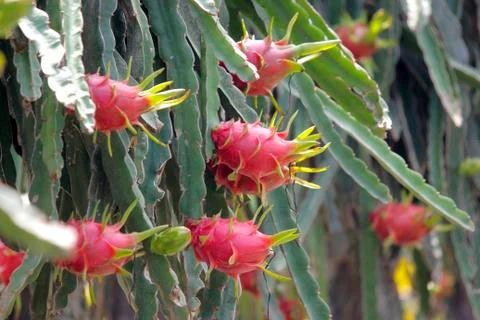Dragon fruit on tree Stock Photos