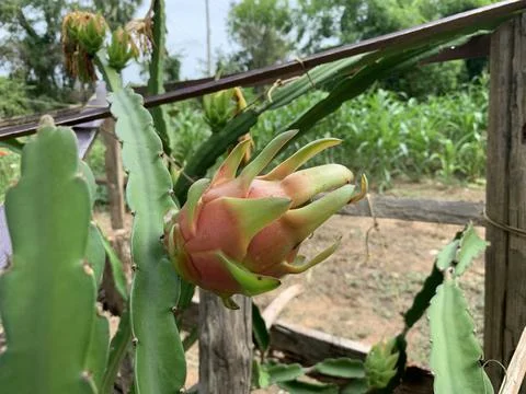 Dragon fruit tree Stock Photos