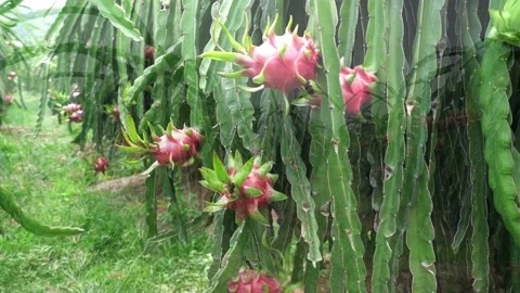 Dragon fruit tree with ripe red fruit on the tree for harvest. Stock Footage 157425039