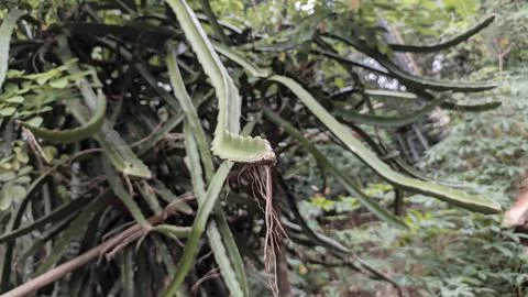 Dragon fruit tree top Stock Photos
