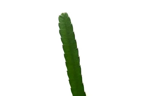 Dragon fruit tree on white background. Studio shot isolated. Stock Photos