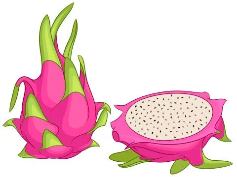Dragon fruit. Vector illustration. Stock Illustration