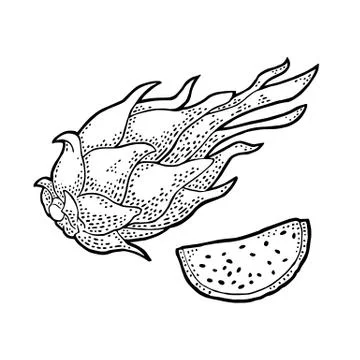 Dragon fruit whole and slice. Vector vintage engraving black Stock Illustration