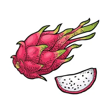 Dragon fruit whole and slice. Vector vintage engraving color Stock Illustration