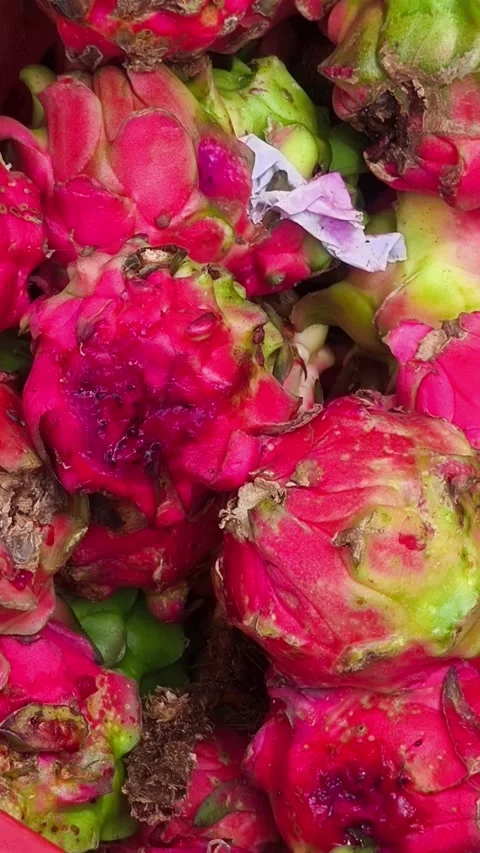 Dragon fruits Stock Footage 339246723