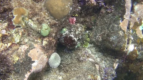Dragon head fish - scorpion in the lembeh strait 2 Video stock 102907462