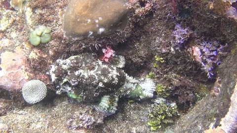 Dragon head fish - scorpion in the Lembeh Strait 1 Video stock 102907475