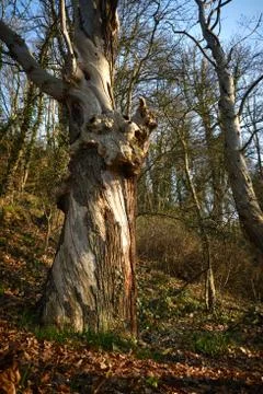 Dragon head shape on a tree without any bark left Foto stock