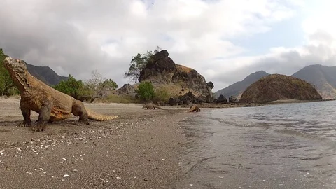 Dragon Komodo attack the camera Stock Footage 72328857