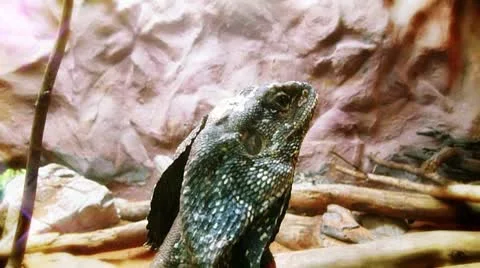 Dragon lizard close up Vidéo 8849360