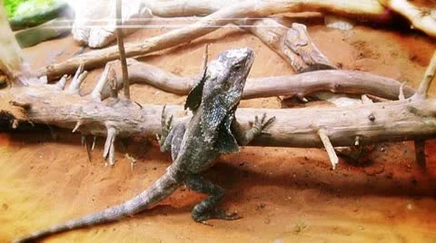 Dragon lizard Vidéo 8849377