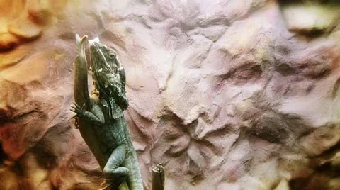 The dragon lizard Video stock 8945173