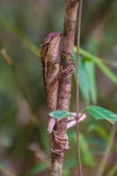 Dragon like lizard in jungle Stock Photos