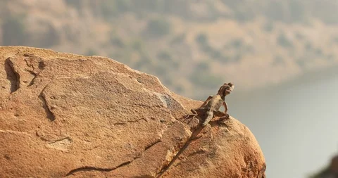 Dragon Lizard Macro shot Video stock 86954673