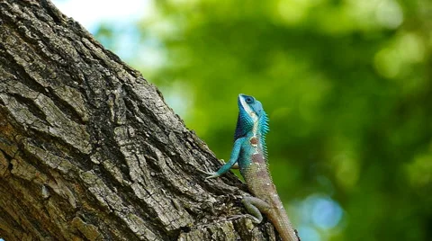 Dragon lizard in nature. Stock Footage 50111879