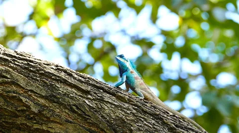 Dragon lizard in nature. Video stock 50113083
