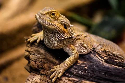 Dragon lizard Stock Photos