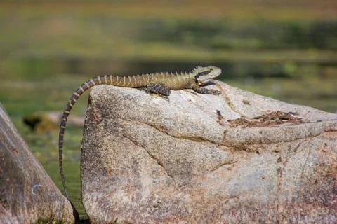 Dragon lizard on rock Stock Photos