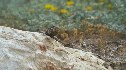 Dragon Lizard Sunbathing Than Running Away Stock Footage 86317426