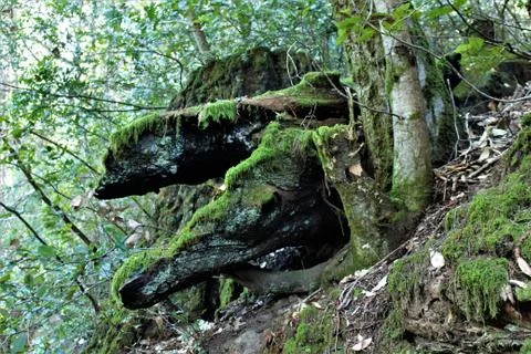 The Dragon Log Fotos Stock