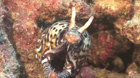 Dragon moray eel Stock Footage 1095287