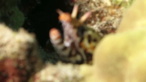 Dragon moray eel hiding in coral Stock Footage 71156477