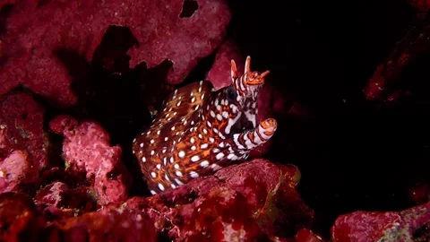 Dragon Moray Eel opening mouth in coral reef - 4K UHD Vídeos de archivo 336841432