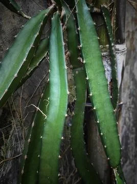 Dragon plants Stock Photos